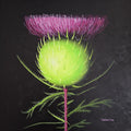 Flower thistle with pink top and green body on a black background. modern, louisa corr