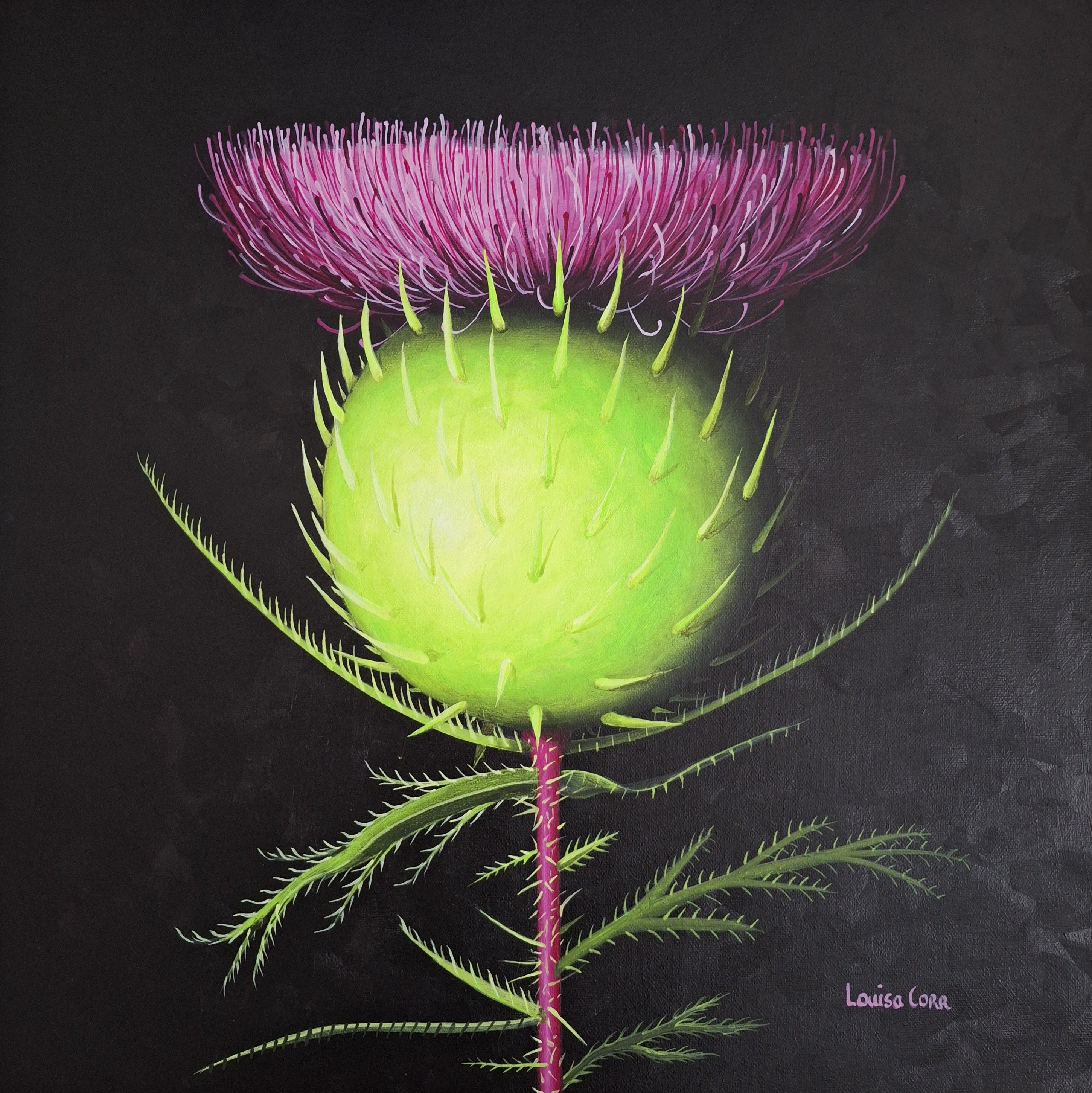 Flower thistle with pink top and green body on a black background. modern, louisa corr